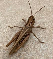 Attēlu rezultāti vaicājumam “Myrmeleotettix maculatus”