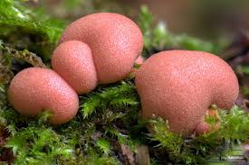 Attēlu rezultāti vaicājumam “Lycogala cf. oleocrystalliferum spores”