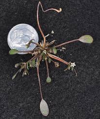 Attēlu rezultāti vaicājumam “Limosella aquatica leaf”