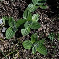 Attēlu rezultāti vaicājumam “Plantago media leaf”