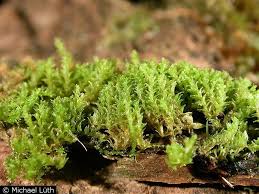 Attēlu rezultāti vaicājumam “Lophozia ascendens”