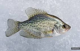 Image result for Pomoxis nigromaculatus