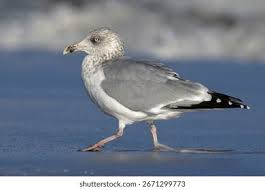 Attēlu rezultāti vaicājumam “Larus argentatus adult”