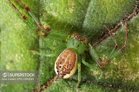 Attēlu rezultāti vaicājumam “Diaea dorsata”