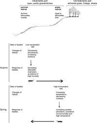 Attēlu rezultāti vaicājumam “Bembidion litorale”