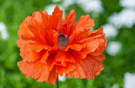 Image result for Papaver orientale