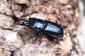 Attēlu rezultāti vaicājumam “Ceruchus chrysomelinus”