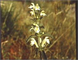 Image result for Galeopsis segetum