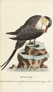 Attēlu rezultāti vaicājumam “Stercorarius parasiticus”