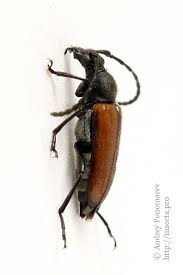 Attēlu rezultāti vaicājumam “Paracorymbia maculicornis imago”