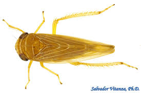 Attēlu rezultāti vaicājumam “Auchenorrhyncha”