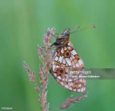 Attēlu rezultāti vaicājumam “Clossiana selene”