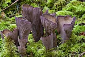 Attēlu rezultāti vaicājumam “Gomphus clavatus”