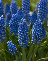 Attēlu rezultāti vaicājumam “Muscari armeniacum flower”