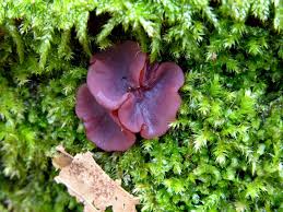 Attēlu rezultāti vaicājumam “Ascocoryne cylichnium”