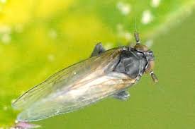 Attēlu rezultāti vaicājumam “Javesella pellucida”