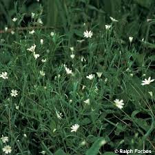 Attēlu rezultāti vaicājumam “Stellaria palustris”