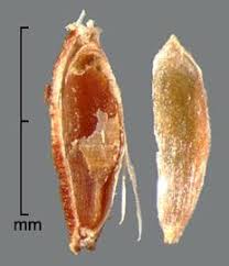Attēlu rezultāti vaicājumam “Sonchus arvensis subsp. uliginosus fruit”