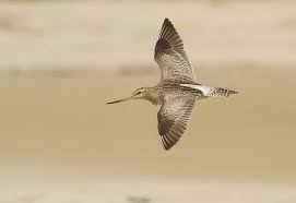 Attēlu rezultāti vaicājumam “Limosa lapponica”