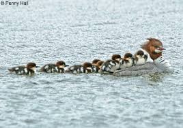 Attēlu rezultāti vaicājumam “Mergus merganser juvenile”