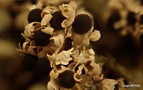 Attēlu rezultāti vaicājumam “Diderma floriforme macro”