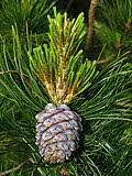 Attēlu rezultāti vaicājumam “Pinus sibirica”