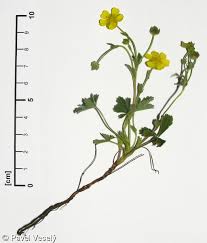 Attēlu rezultāti vaicājumam “Potentilla arenaria leaf”