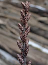 Attēlu rezultāti vaicājumam “Myrica gale leaf”