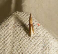 Attēlu rezultāti vaicājumam “Argyresthia albistria”