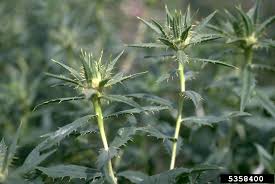 Image result for Carthamus tinctorius