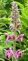 Attēlu rezultāti vaicājumam “Stachys sylvatica”