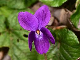 Image result for Viola odorata