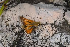 Attēlu rezultāti vaicājumam “Hesperia comma underside”