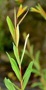 Attēlu rezultāti vaicājumam “Salix purpurea”