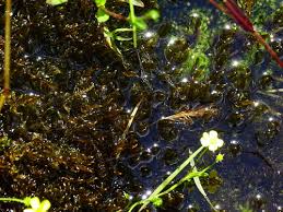 Attēlu rezultāti vaicājumam “Warnstorfia exannulata”