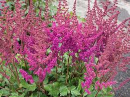 Attēlu rezultāti vaicājumam “Astilbe chinensis bud”