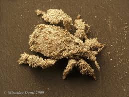 Attēlu rezultāti vaicājumam “Reduvius personatus”