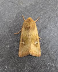 Attēlu rezultāti vaicājumam “Amphipoea”