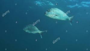 Image result for Pagrus auratus