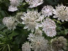 Attēlu rezultāti vaicājumam “Astrantia major flower”