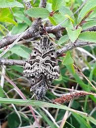 Attēlu rezultāti vaicājumam “Callistege mi”