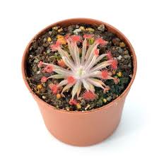 Attēlu rezultāti vaicājumam “Drosera x obovata leaf”