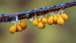 Attēlu rezultāti vaicājumam “Leocarpus sp.”
