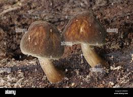 Attēlu rezultāti vaicājumam “Pluteus umbrosus”