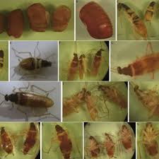 Attēlu rezultāti vaicājumam “Ectobius sylvestris nymph”