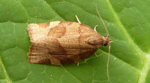 Attēlu rezultāti vaicājumam “Pandemis”