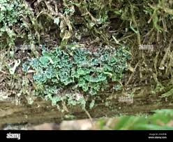 Attēlu rezultāti vaicājumam “Cladonia ochrochlora”
