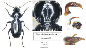 Attēlu rezultāti vaicājumam “Pterostichus sp.”