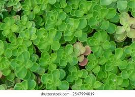 Attēlu rezultāti vaicājumam “Phedimus spurius leaf”