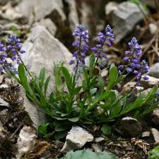 Attēlu rezultāti vaicājumam “Polygala amarella leaf”
